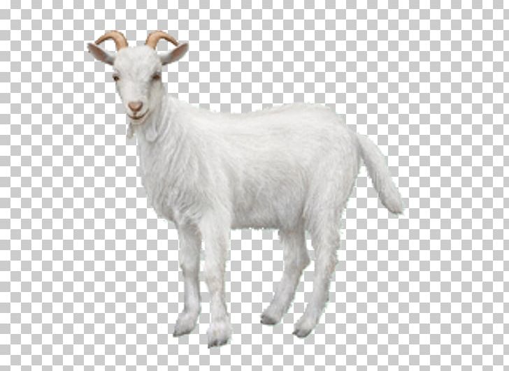Goat Chiva Bus Ahuntz Animal Sheep PNG, Clipart, Ahuntz, Animal, Animal Figure, Animals, Cashmere Wool Free PNG Download