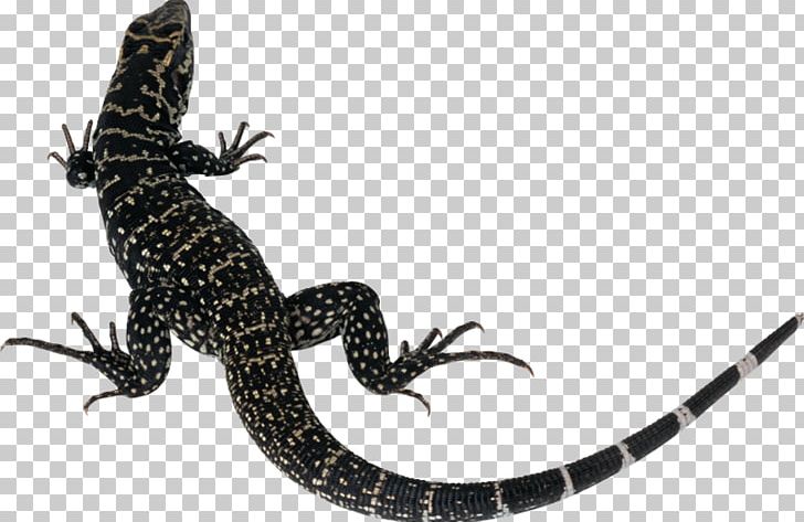 Lizard Silhouette PNG, Clipart, Amphibian, Animals, Bearded Dragon, Decal, Dispatch Free PNG Download