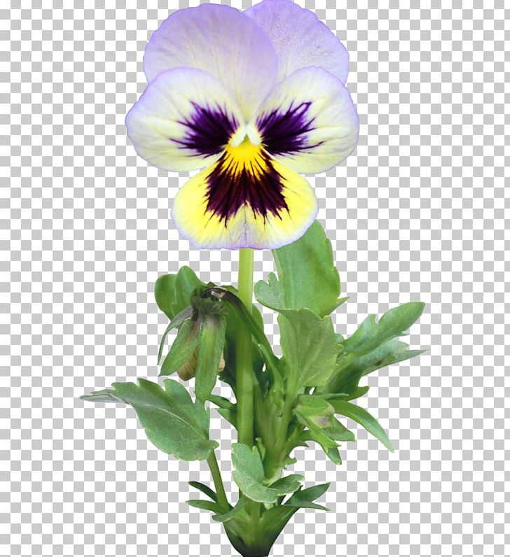Pansy Flower Annual Plant PNG, Clipart, Annual Plant, Blume, Drawing, Flower, Flowering Plant Free PNG Download