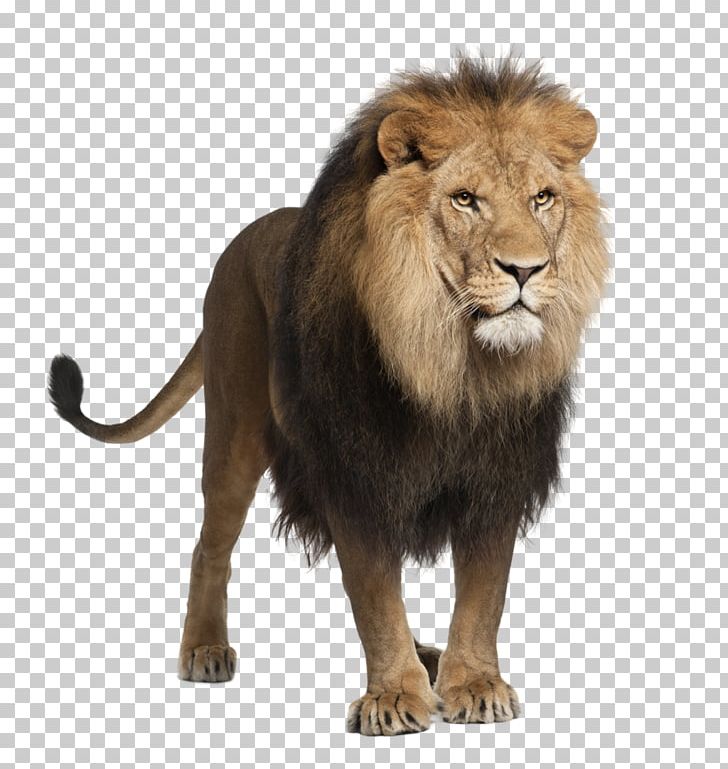 White Lion White-tailed Deer Stock Photography PNG, Clipart, Animals, Big Cats, Carnivoran, Cat Like Mammal, Fur Free PNG Download