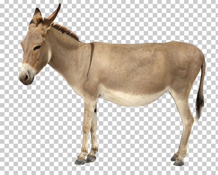 Donkey Stock Photography PNG, Clipart, Animals, Donkey, Download, Fauna, Horse Like Mammal Free PNG Download