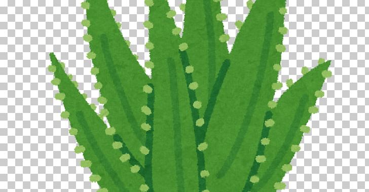 Triangle Cactus Aloe Vera Leaf Medicinal Plants PNG, Clipart, Acanthocereus, Acanthocereus Tetragonus, Aloe, Aloe Plant, Aloe Vera Free PNG Download