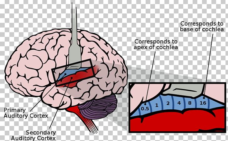 Auditory Cortex Auditory System Cerebral Cortex Sensory Cortex Brain PNG, Clipart, Auditory Cortex, Auditory Processing Disorder, Auditory System, Brain, Cerebral Cortex Free PNG Download