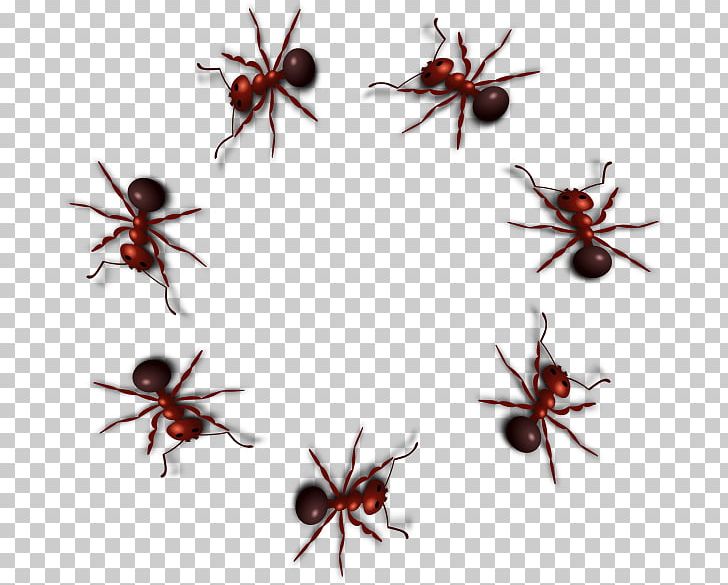 Black Carpenter Ant Insect PNG, Clipart, Animals, Ant, Ant Colony, Ants, Army Ant Free PNG Download