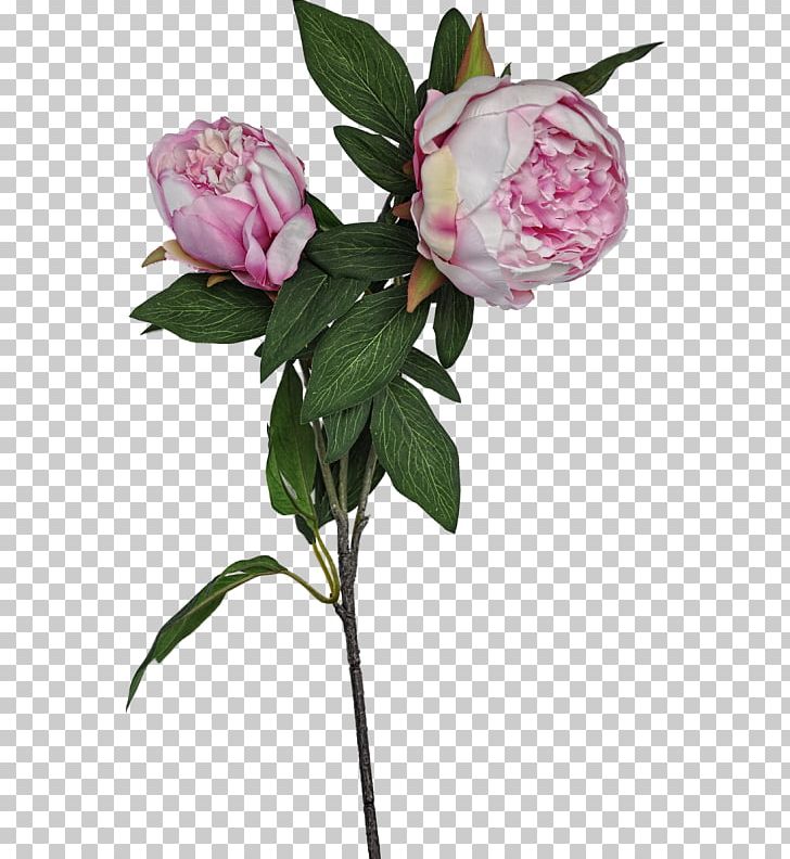 Cabbage Rose Garden Roses Cut Flowers Peony Petal PNG, Clipart, Branch, Cicek Resimleri, Cut Flowers, Flower, Flowering Plant Free PNG Download
