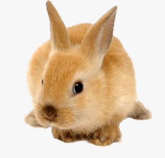 Fluffy Rabbit PNG, Clipart, Adorable, Adorable Pet, Animal, Bar, Biology Free PNG Download