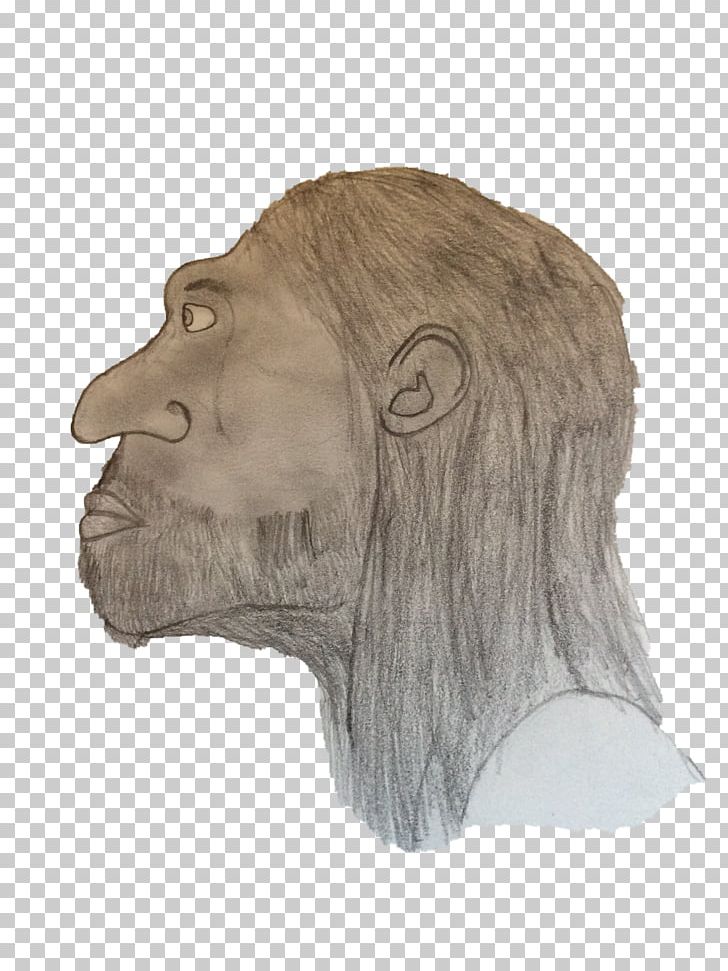 Gorilla Homo Sapiens Forehead Snout Drawing PNG, Clipart, Animals, Big Cats, Carnivoran, Cranium, Drawing Free PNG Download