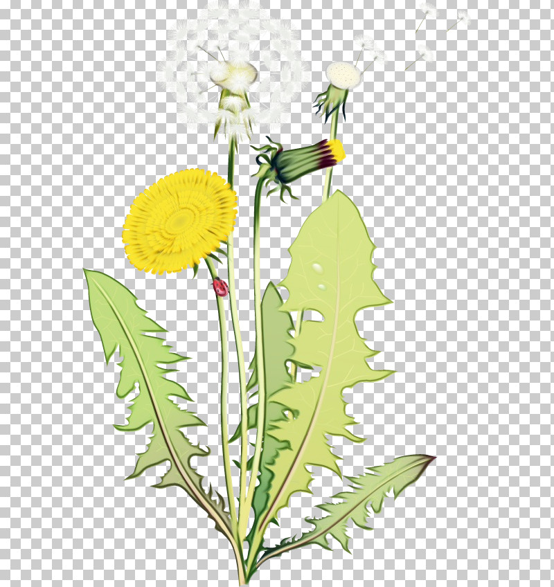 Flower Dandelion Plant Dandelion Yellow PNG, Clipart, Dandelion, Flatweed, Flower, Goldenrod, Herbaceous Plant Free PNG Download