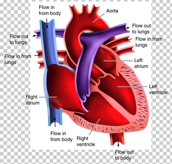 Sketch of Human Heart Anatomy ,line and Color on a Checkered Background.  Educational Diagram with Hand Written Labels of the Main Stock Vector -  Illustration of circulation, labeled: 105954377