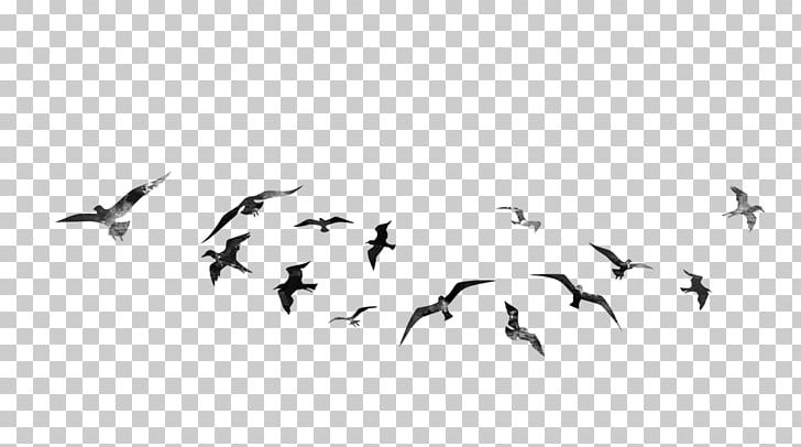 Bird PicsArt Photo Studio Desktop Editing PNG, Clipart, Android, Animal Migration, Animals, Beak, Bird Free PNG Download