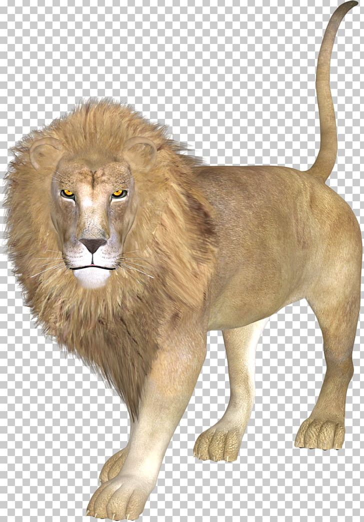East African Lion Asiatic Lion PNG, Clipart, Animal, Animals, Animation, Big Cats, Carnivoran Free PNG Download