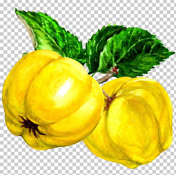 Pattypan Squash Quince Fruit Auglis PNG, Clipart, Citrus, Food, Fruit Nut, Gold Coin, Gold Frame Free PNG Download