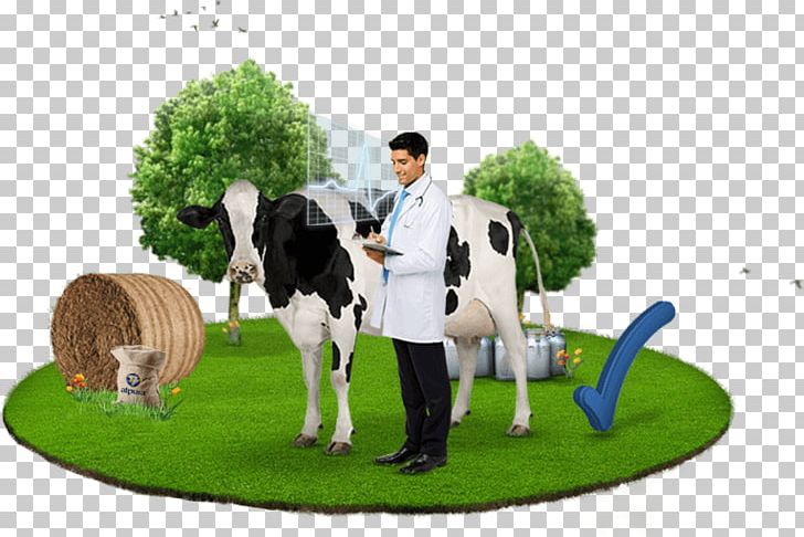 Cattle Health Milk Medicine Physician PNG, Clipart, Animal Husbandry, Cattle, Clinical Nutrition, Cow, Eating Free PNG Download