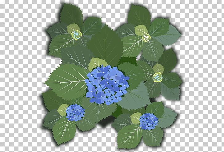 French Hydrangea Flower PNG, Clipart, Bud, Cornales, Flower, Flowering Plant, French Hydrangea Free PNG Download