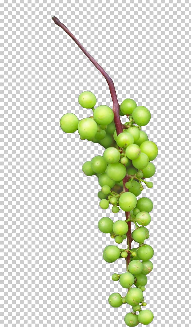 Grape Juice PNG, Clipart, Adobe Illustrator, Black, Download, Euclidean Vector, Food Free PNG Download