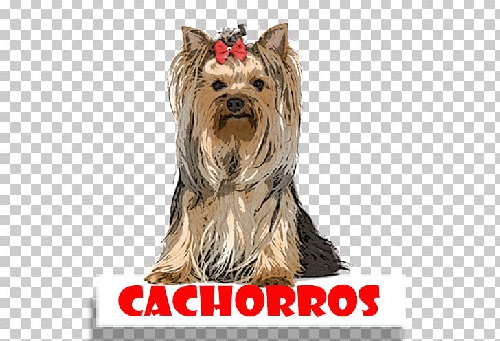 Yorkshire Terrier Australian Silky Terrier Cairn Terrier Companion Dog Dog Breed PNG, Clipart, Animals, Australian Silky Terrier, Breed, Cachorros, Cairn Terrier Free PNG Download