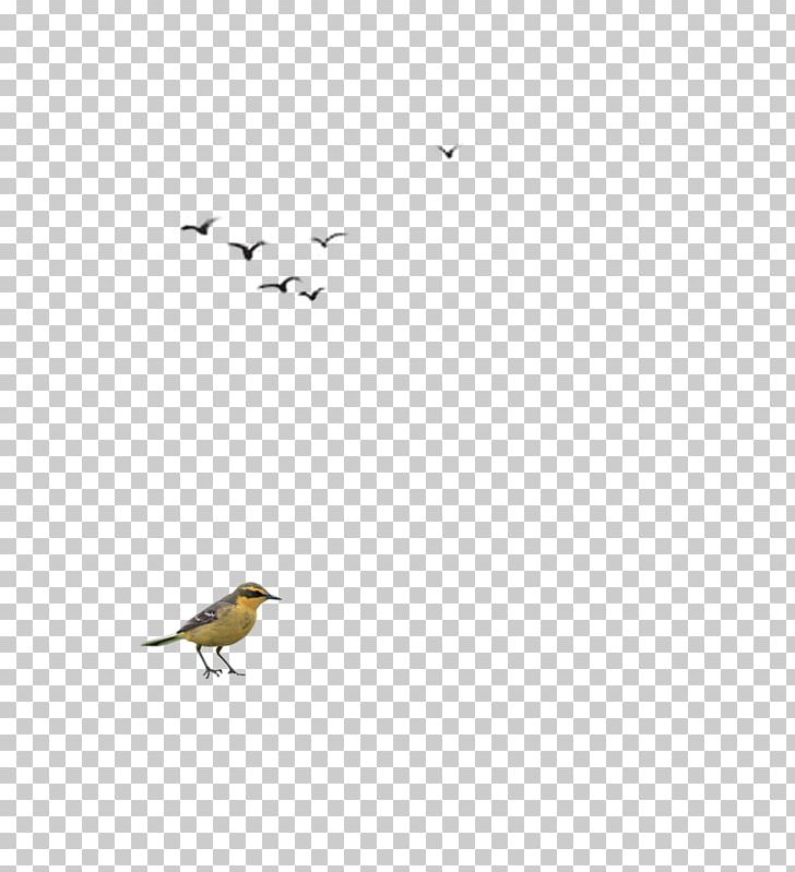 Beak Angle LINE Pattern PNG, Clipart, Angle, Area, Beak, Bird, Bird Cage Free PNG Download