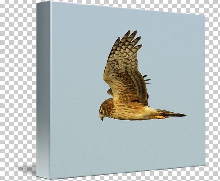 Red-tailed Hawk Bird Buzzard Eagle PNG, Clipart, Accipitriformes, African Harrierhawk, Animals, Beak, Bird Free PNG Download