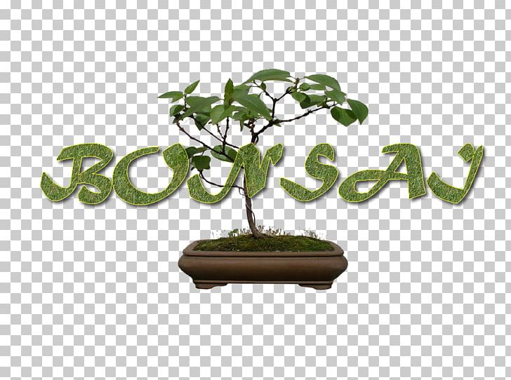 Sageretia Theezans Flowerpot Bonsai Tree The Karate Kid PNG, Clipart, Actividad, Bigcommerce, Bonsai, Doubt, Flowerpot Free PNG Download