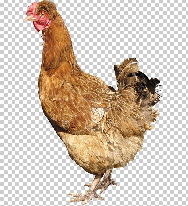 Silkie Solid White Fowl PNG, Clipart, Beak, Bird, Chicken, Clipping Path, Computer Icons Free PNG Download