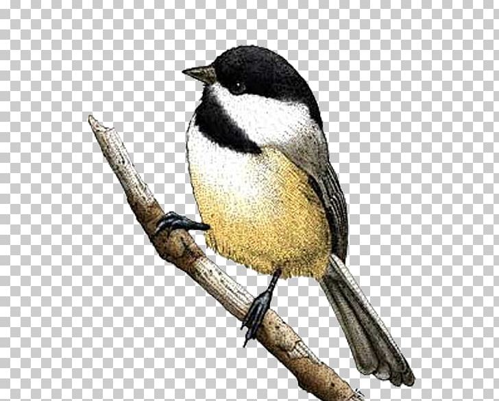 Black-capped Chickadee Bird Drawing Carolina Chickadee PNG, Clipart, Animal, Animals, Art, Beak, Birds Free PNG Download