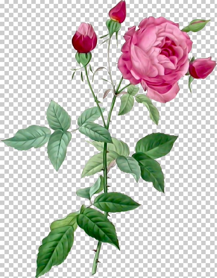 Pierre-Joseph Redouté (1759-1840) Les Roses Flowers The Complete Book Of 169 Redouté Roses French Rose PNG, Clipart, Artist, Blumen, Botanical Illustration, Botany, Branch Free PNG Download