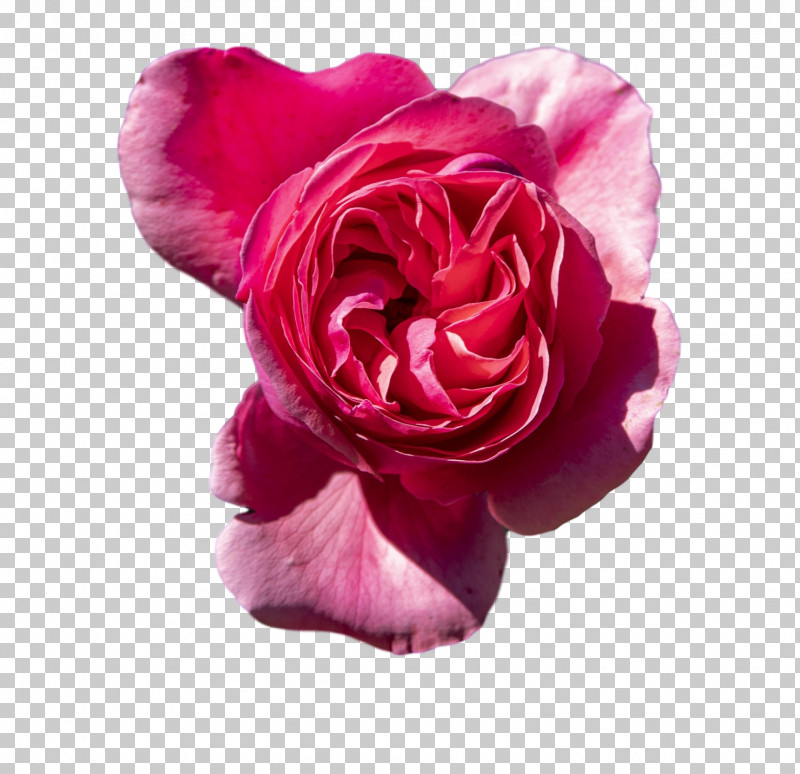 Garden Roses PNG, Clipart, Cabbage Rose, Childrens Film, Closeup, Cut Flowers, Family Free PNG Download