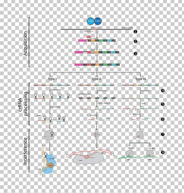 CRISPR RNA Interference Cas1 Cas9 PNG, Clipart, Angle, Area, Bacteriophage, Cas9, Crispr Free PNG Download