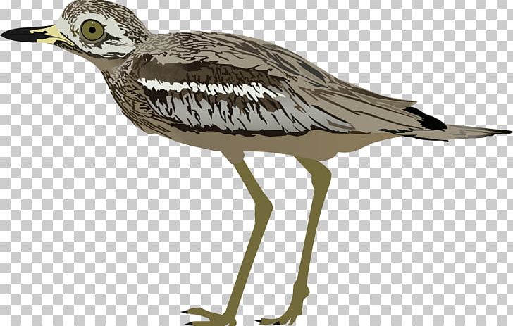 Wader Seabird Crane Water Bird PNG, Clipart, Animals, Beak, Bird, Bird Bird, Charadriiformes Free PNG Download