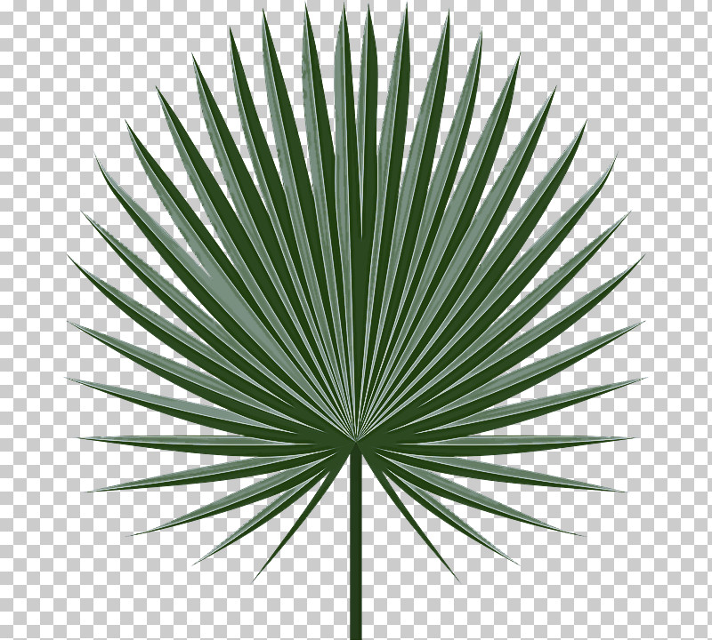 Palm Tree PNG, Clipart, Arecales, Borassus Flabellifer, Flower, Grass, Green Free PNG Download