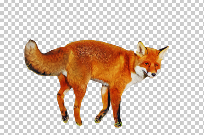 Red Fox Fox Dhole Wildlife Swift Fox PNG, Clipart, Dhole, Fox, Red Fox, Swift Fox, Tail Free PNG Download
