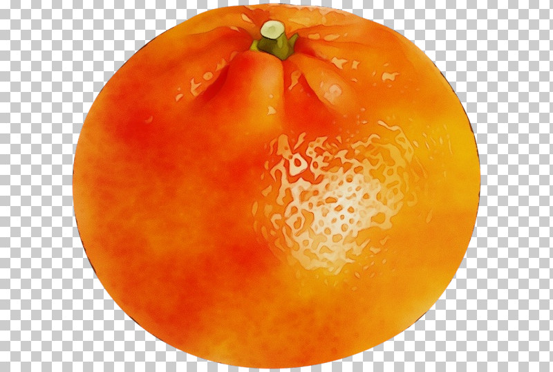 Tomato PNG, Clipart, Grapefruit, Natural Food, Orange, Paint, Tangelo Free PNG Download