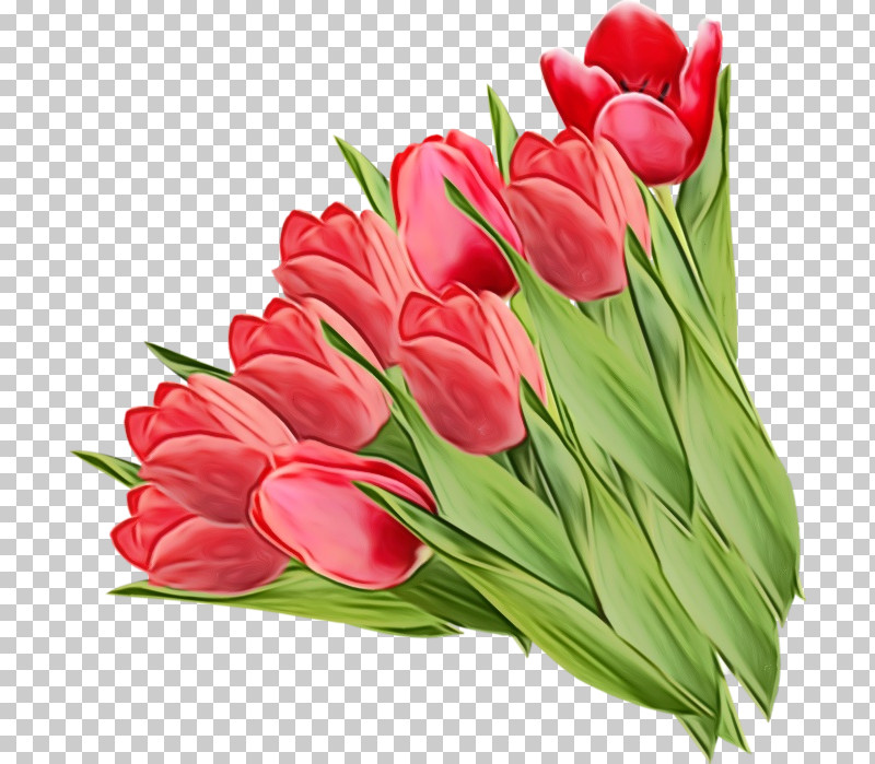 Tulip Flower Cut Flowers Plant Petal PNG, Clipart, Bouquet, Cut Flowers, Flower, Lily Family, Paint Free PNG Download