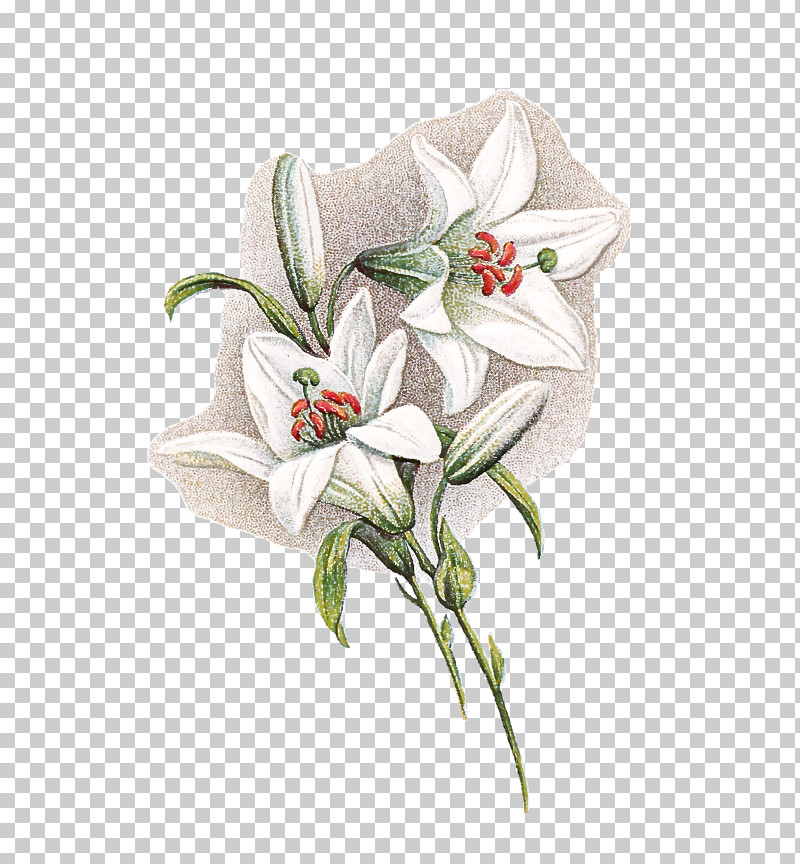 Floral Design PNG, Clipart, Cut Flowers, Floral Design, Flower, Lily M, Petal Free PNG Download
