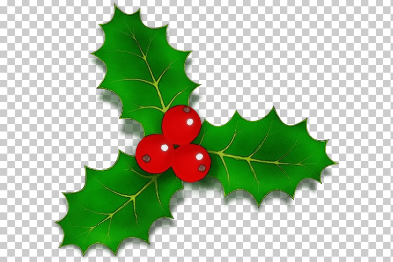 Holly PNG, Clipart, American Holly, Branch, Flower, Grape Leaves, Holly Free PNG Download