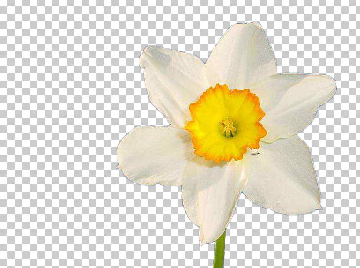 Flower Essential Oil Herb Narcissus Poeticus PNG, Clipart, Amaryllis Family, Carrier Oil, Cut Flowers, Daffodil, Essential Oil Free PNG Download
