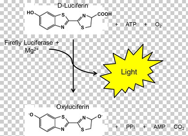 Luciferase Firefly Luciferin Assay PNG, Clipart, Adenosine Triphosphate, Angle, Animals, Area, Assay Free PNG Download