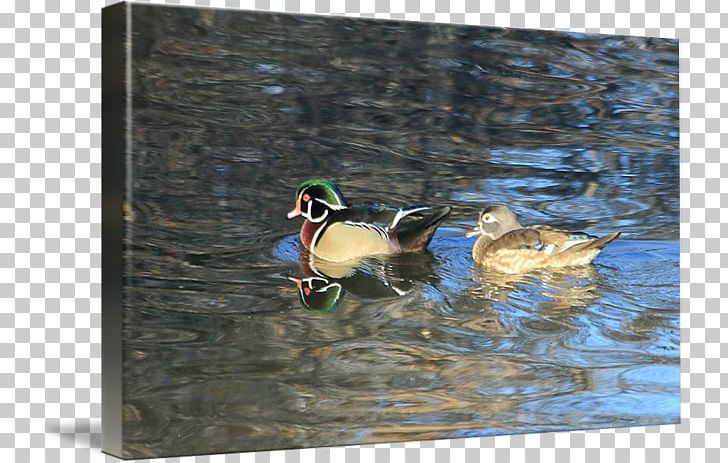 Mallard Seaducks Fauna Pond PNG, Clipart, Beak, Bird, Duck, Ducks Geese And Swans, Fauna Free PNG Download
