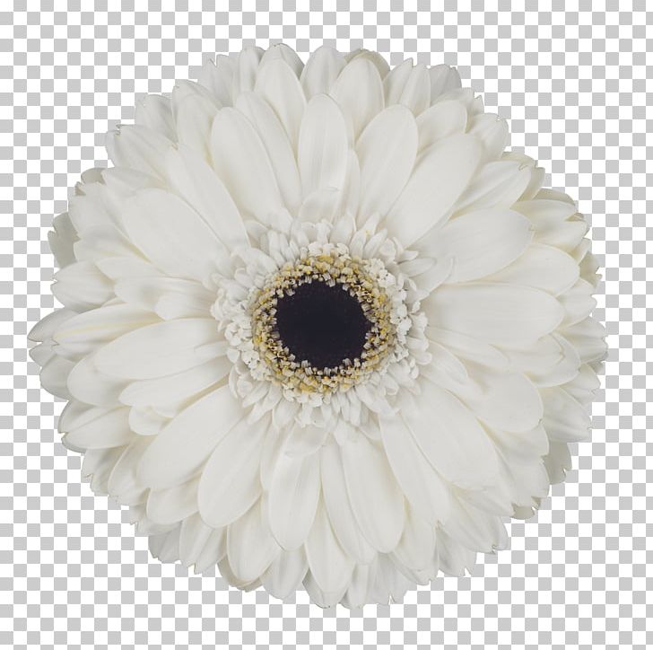 Transvaal Daisy Cut Flowers Petal PNG, Clipart, Cut Flowers, Daisy Family, Eskimo, Flower, Flowering Plant Free PNG Download