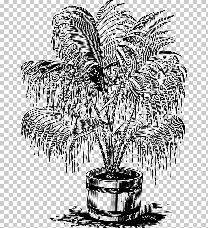 Arecaceae Drawing Windows Metafile PNG, Clipart, Arecaceae, Arecales, Black And White, Cycas, Drawing Free PNG Download