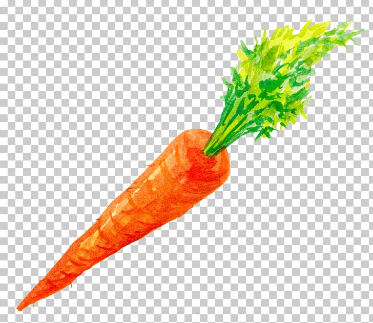 Carrot Vegetable PNG, Clipart, Daucus Carota, Decoration, Diagram, Download, Encapsulated Postscript Free PNG Download