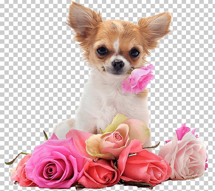 Chihuahua Puppy Dachshund Yorkshire Terrier Desktop PNG, Clipart, Animal, Animals, Breed, Breeder, Breed Standard Free PNG Download