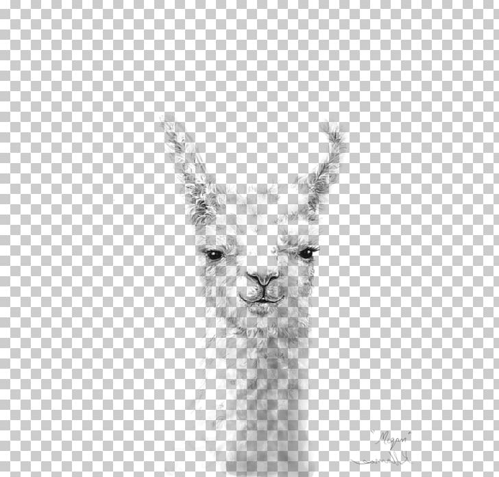 Llama Alpaca Printing Canvas Print Drawing PNG, Clipart, Alpaca, Art, Artist, Black And White, Camel Like Mammal Free PNG Download