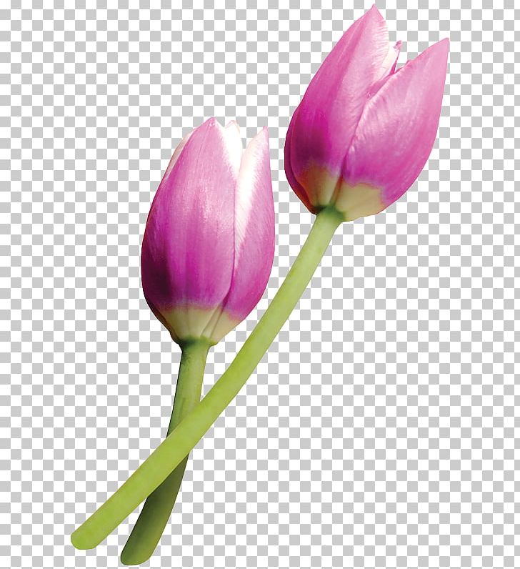 Tulipa Clusiana Flower Paper PNG, Clipart, Bloom, Bud, Cicek, Color, Cut Flowers Free PNG Download