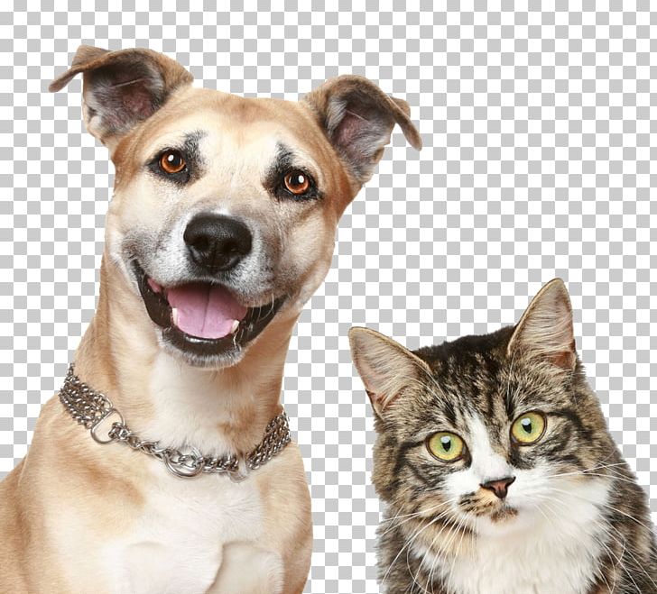 Dog Cat Puppy Pet Sitting PNG, Clipart, Animals, Carnivore, Cat Like Mammal, Companion Dog, Dog Breed Free PNG Download