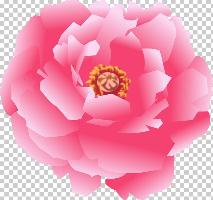 Garden Roses Japanese Camellia Cabbage Rose Sasanqua Camellia Pink M PNG, Clipart, Camellia, Camellia Sasanqua, Flower, Flowering Plant, Garden Free PNG Download