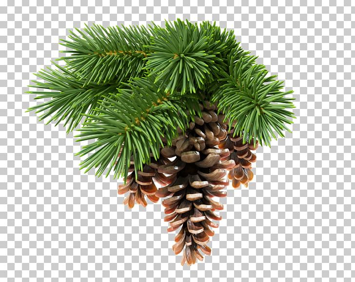 Conifer Cone Fir Pine Stock Photography Conifers PNG, Clipart, Branch, Christmas Decoration, Christmas Ornament, Cone, Conifer Free PNG Download