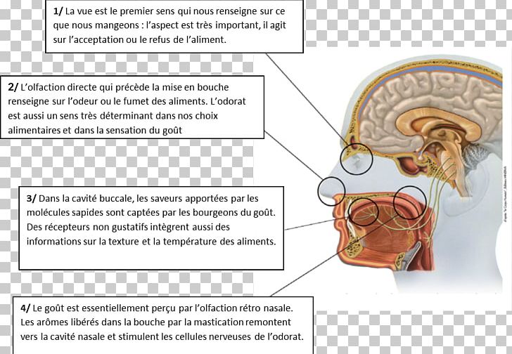 Ear Line Homo Sapiens PNG, Clipart, Angle, Diagram, Ear, Gout, Head Free PNG Download