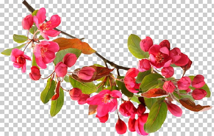 Flower PNG, Clipart, Branch, Branches, Cherry Blossom, Cherry Blossoms, Download Free PNG Download