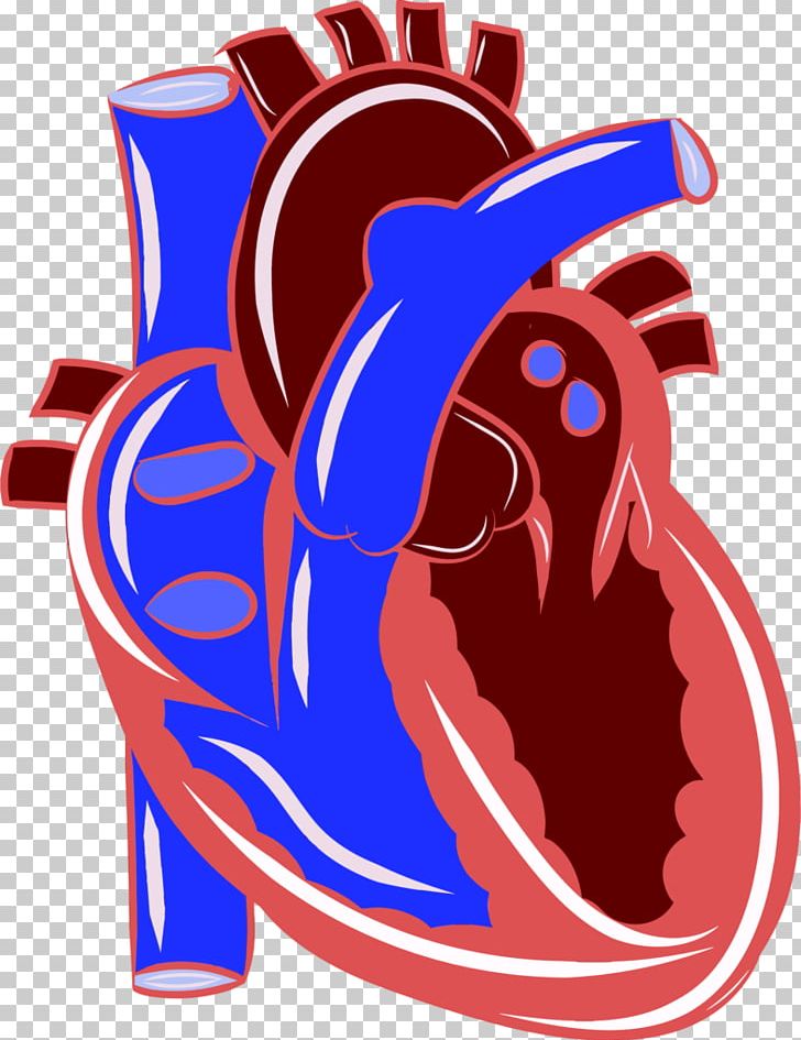 Heart Cardiovascular Disease Circulatory System Health PNG, Clipart, Anatomy, Artwork, Cardiac Action Potential, Cardiology, Cardiovascular Disease Free PNG Download